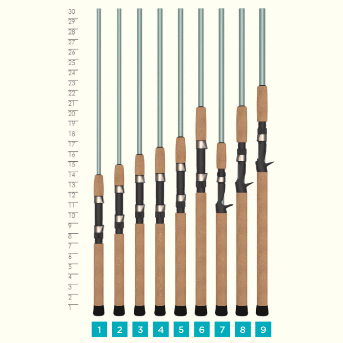 Nine fishing rods are lined up vertically beside a height chart showing 5–30 inches. Each rod, like the St. Croix Avid Inshore 7'0" Medium Spinning Rod (VIS70MF), is labeled 1 to 9 at the base.