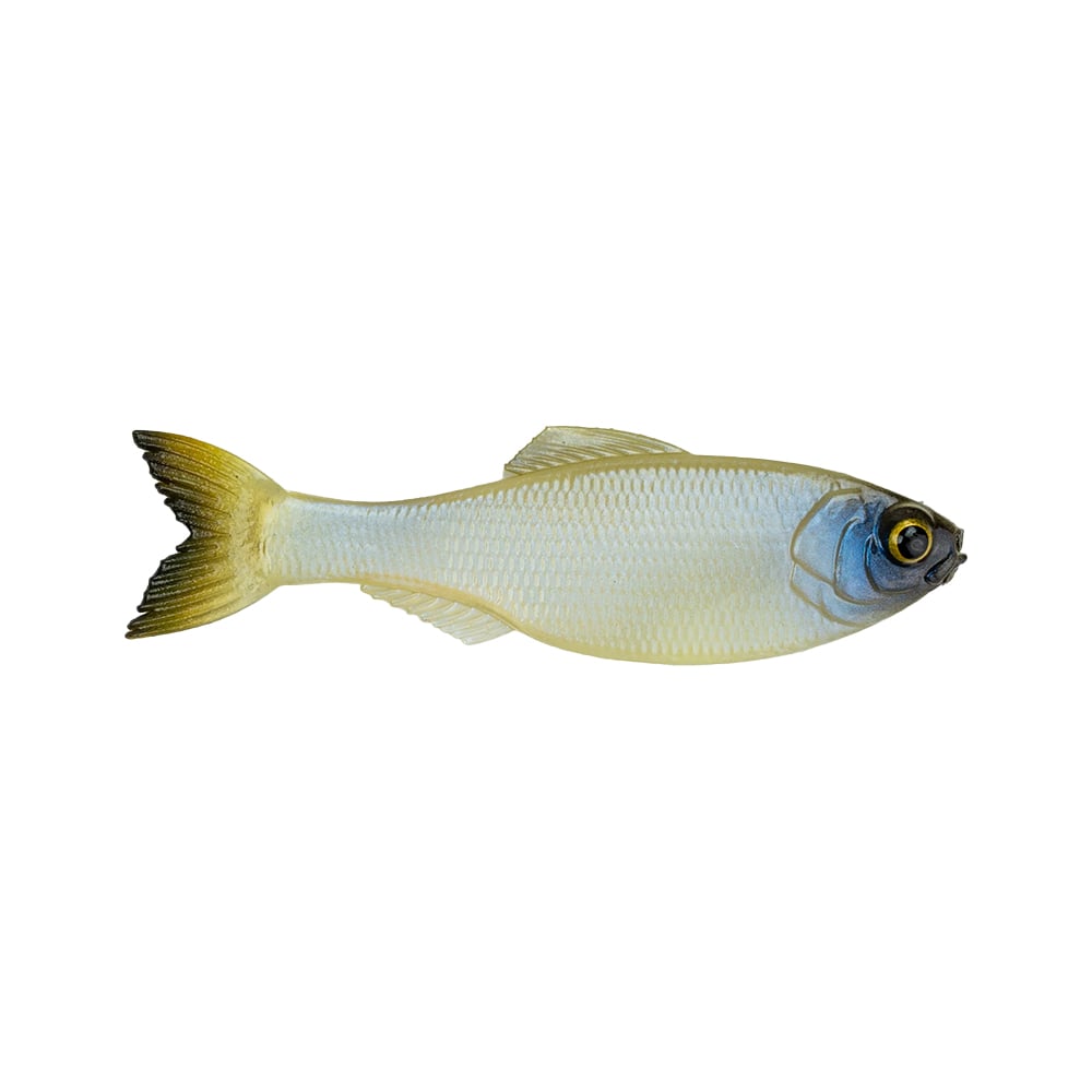 6th Sense Panorama Baitfish Ghost Bone